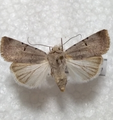 Chersotis margaritacea