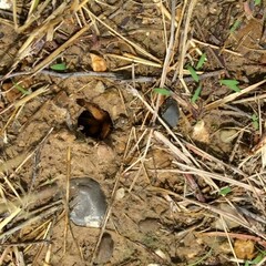Aphonopelma moderatum
