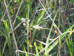 Apocynum venetum