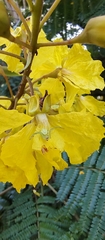 Misumenops