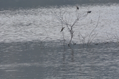 Acrocephalus stentoreus