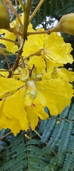 Misumenops