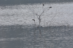 Acrocephalus stentoreus