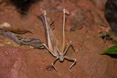 Mecopoda