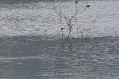 Acrocephalus stentoreus