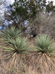 Yucca treculiana