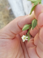 Salpichroa origanifolia