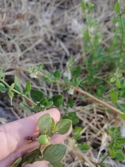 Salpichroa origanifolia