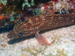 Cephalopholis cruentata