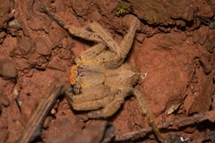 Heteropoda dagmarae