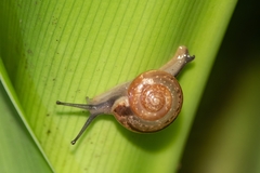 Helicarionoidea
