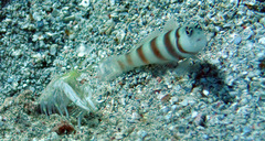 Amblyeleotris steinitzi