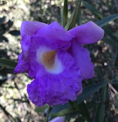 Sobralia macrantha