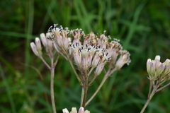 Syneilesis hayatae