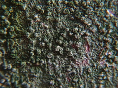 Pertusaria pertusa