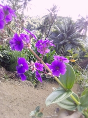 Pleroma heteromallum