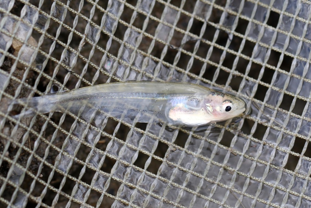 Longfilament catfish (Pareutropius longifilis) — Schilbeidae