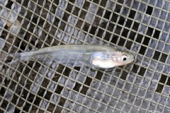 Pareutropius longifilis