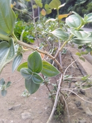 Pleroma heteromallum