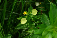Mussaenda formosanum