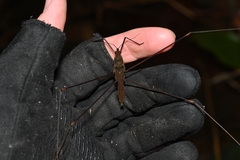Gigantometra gigas