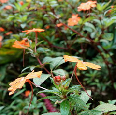 Impatiens hawkeri
