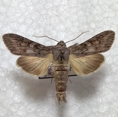 Cucullia artemisiae