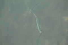 Atheriniformes