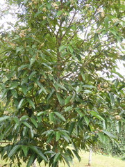 Calophyllum soulattri