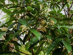 Calophyllum soulattri