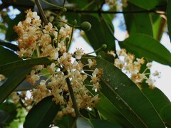 Calophyllum soulattri