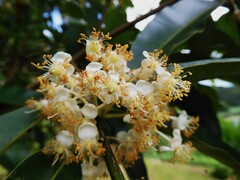 Calophyllum soulattri