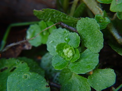 Chrysosplenium oppositifolium