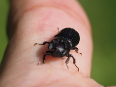 Sinodendron cylindricum