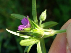 Geranium dissectum