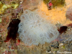 Botrylloides crystallinus