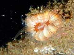 Caryophyllia smithii
