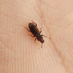 Bothrideres bipunctatus