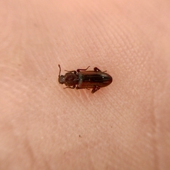 Bothrideres bipunctatus