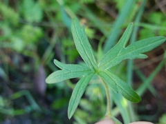 Geranium dissectum