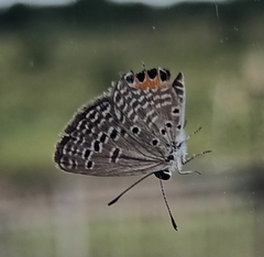 Freyeria trochylus