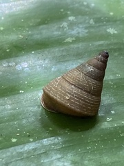 Pseudoxychona spiritualis