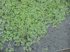 Spirodela polyrhiza