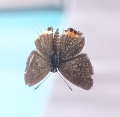 Freyeria trochylus