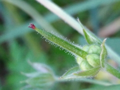 Geranium dissectum