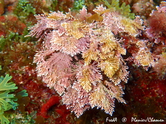 Corallina ferreyrae
