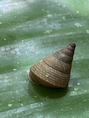 Pseudoxychona spiritualis