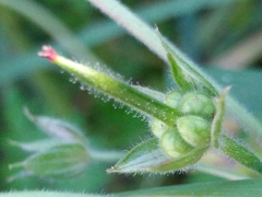 Geranium dissectum