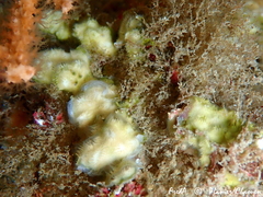 Disporella hispida