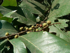 Bridelia retusa